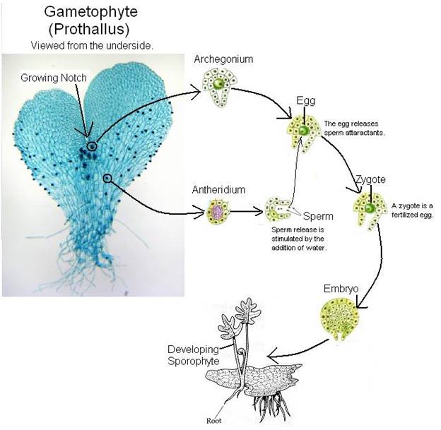 Introduction to Plant Lifecycles